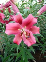 [4157 Campaign Mak No02.JPG]